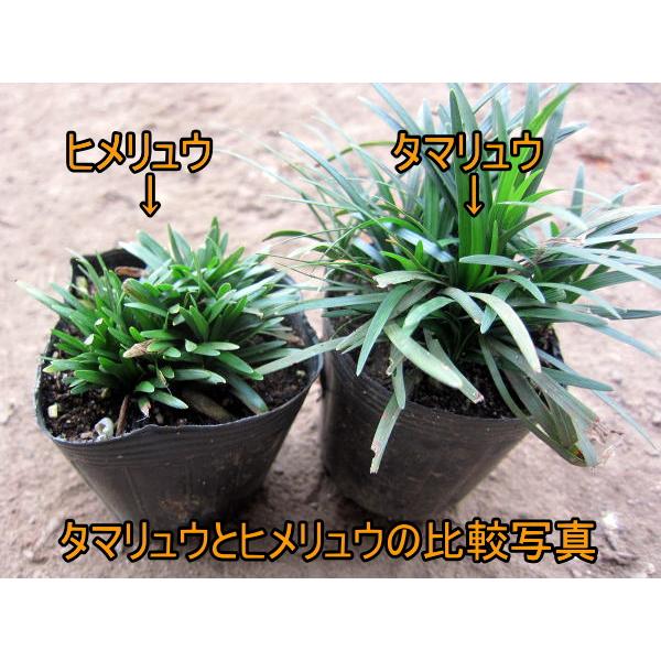 ヒメリュウ(姫竜)ポット 40ポット（1ケース）翌日発送可