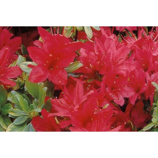 6本セット クルメツツジ(久留米ツツジ) 今猩々(イマショウジョウ) 赤花