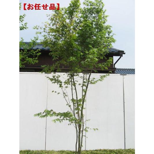 イロハモミジ 株立 樹高2.5m前後(根鉢含まず)シンボルツリー イロハモミジ 株立 樹高2.5m前後(根鉢含まず)シンボルツリー