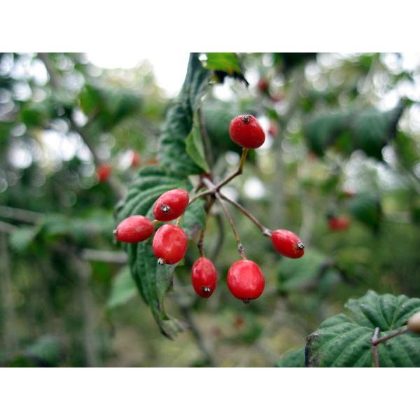 現品発送 オトコヨウゾメ 株立ち 樹高1.7-2.0m(根鉢含まず）シンボル