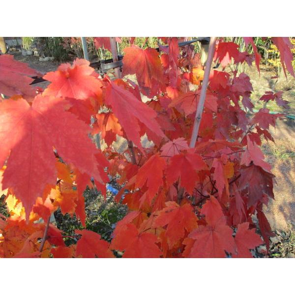 アメリカハナノキ(レッドサンセット)樹高1.8m前後(根鉢含まず） カエデ