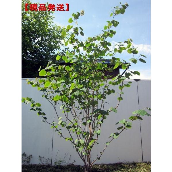 現品発送 マルバノキ 樹高2.4-2.7m(根鉢含まず） シンボルツリー 庭木 