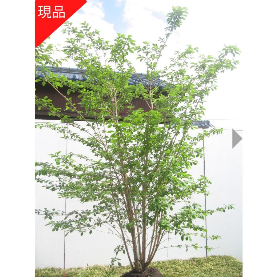 現品発送 ナンジャモンジャ(ヒトツバタゴ) 樹高1.8-2.2m(根鉢含まず