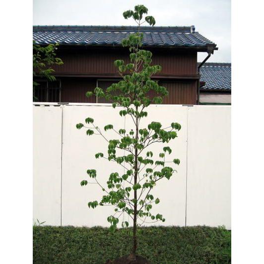 ハナミズキ ピンク花 樹高2.5m以上(根鉢含まず) シンボルツリー ピンク