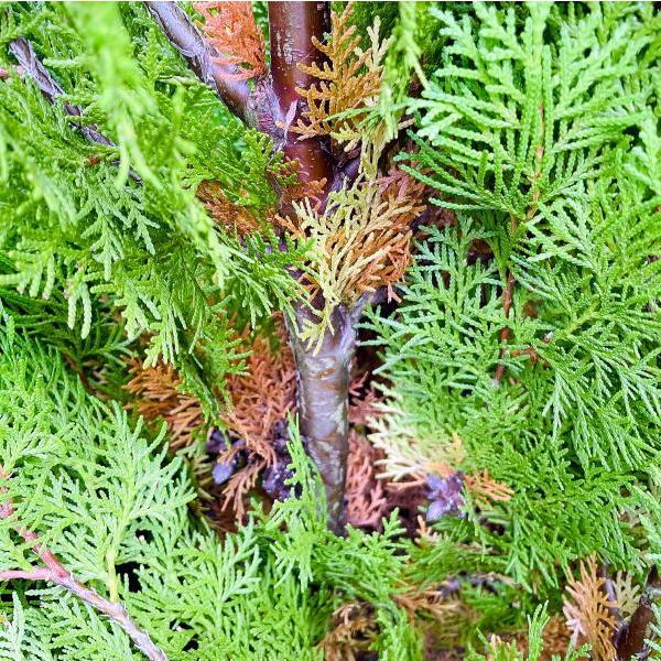 エレガンテシマ コニファー 樹高2 0m以上 根鉢含まず シンボルツリー 庭木 植木 常緑樹 常緑高木 ぐりーんぐりーん 通販 Yahoo ショッピング