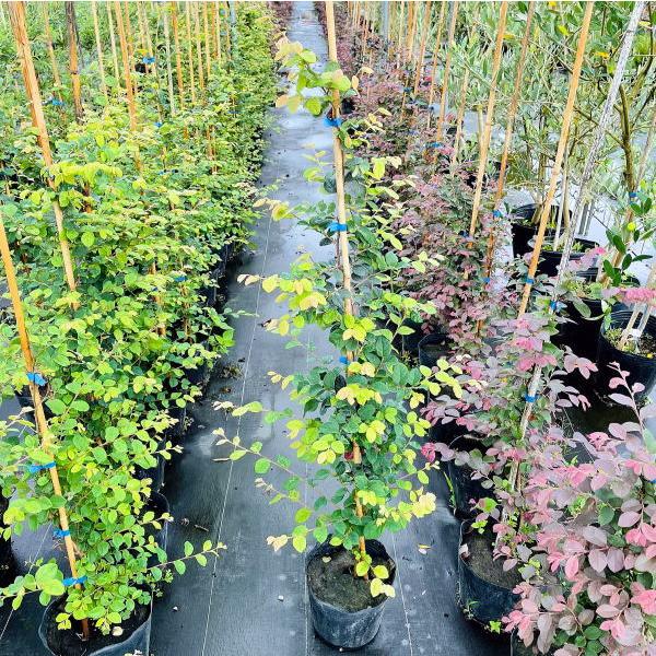 白花 花木 庭木の苗/トキワマンサク：白花青葉6号ポット 6株セット