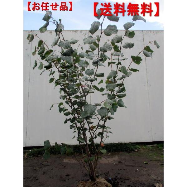 即日出荷 マルバノキ 樹高約1 5m前後 根鉢含まず シンボルツリー 庭木 植木 落葉樹 落葉低木 上質で快適 Www Iniciatupyme Cl