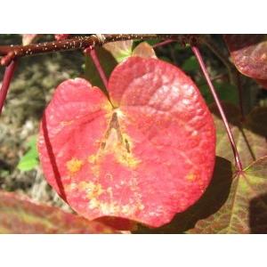 マルバノキ 樹高1.2m前後(根鉢含まず） 雑木 紅葉 シンボルツリー 庭木