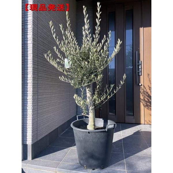 現品発送 オリーブの木 14号 鉢植え 樹高1.5-1.7m(鉢底から）シンボル
