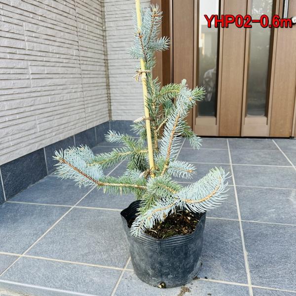 クリアランスオンラインストア もみの木の王様 プンゲンストウヒ ホプシー つぎ木苗 樹高30 40cm 根鉢含まず 庭木 植木 常緑樹 常緑高木 ぐりーんぐりーん 通販 Yahoo ショッピング 激安オンライン セール Stage Alphamosaichotelbrisbane Com Au