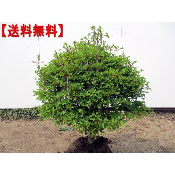 玉ドウダンツツジ 白花 年末年始大決算 幅0 5m前後 根鉢含まず 落葉樹 落葉低木 花木 紅葉