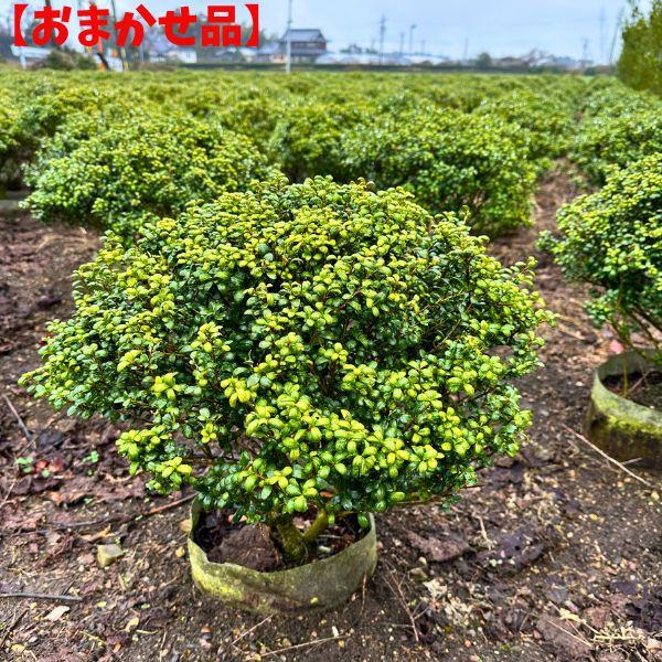 人気商品ランキング でかい 2本セット マメツゲ 玉仕立て 樹高40cm前後 幅40cm前後 根鉢含まず 送料無料 庭木 植木 常緑樹 常緑低木