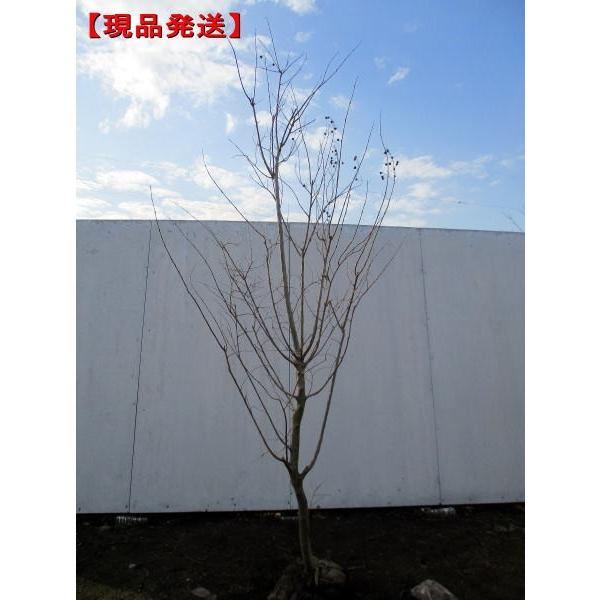 現品発送 サルスベリ(ナチェ) 樹高2.2-2.3m(根鉢含まず） [大型商品・配達日時指定不可]落葉樹 落葉高木 庭木