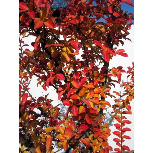 【初期/レア】 現品発送 サルスベリ(ナチェ) 樹高2.2-2.3m(根鉢含まず） [大型商品・配達日時指定不可]落葉樹 落葉高木 庭木 【2117714296】(10650円)