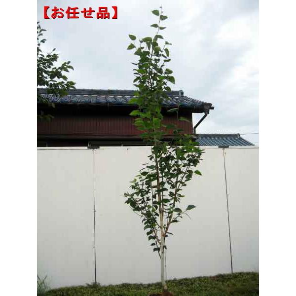 ジャクモンティー シラカバ 白樺 樹高2.0m以上(根鉢含まず）シンボルツリー 庭木 植木 落葉樹 落葉高木 落葉樹