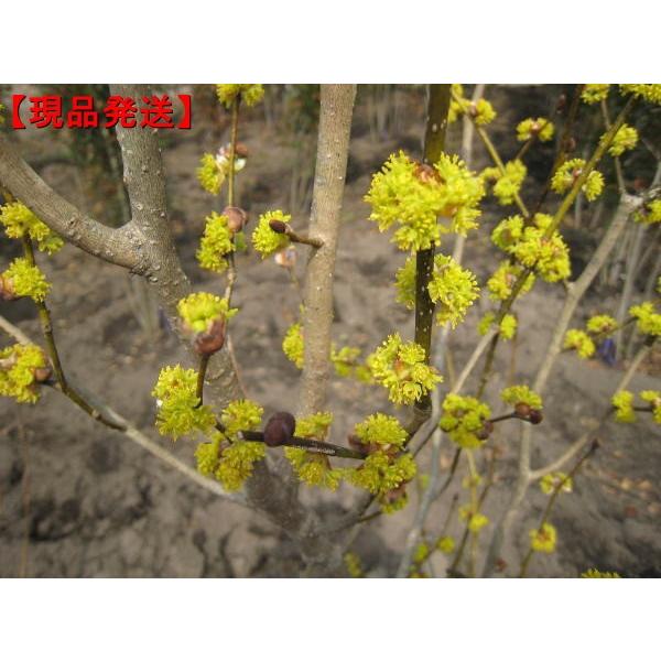 独創的 現品発送 ダンコウバイ 樹高1 6 1 9m 根鉢含まず シンボルツリー 落葉樹 落葉高木 庭木 雑木 最高の Mobile Scotturb Com
