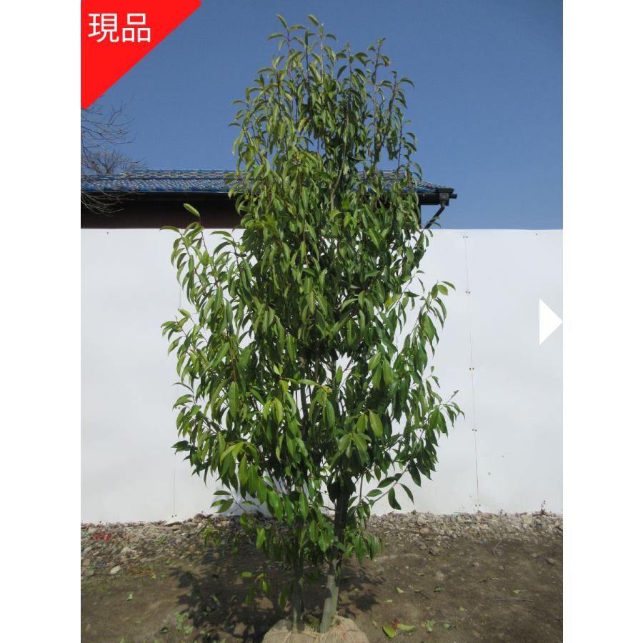 現品発送 ナナミノキ(七実の木) 樹高1.6-1.7m(根鉢含まず) 苗木 苗