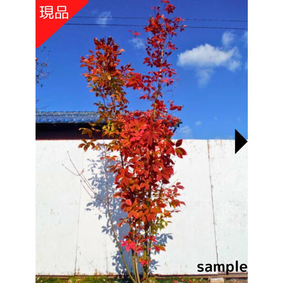 現品発送 メグスリノキ（目薬の木）株立 樹高2.2m-2.5m以上(根鉢含まず） [大型商品・配達日時指定不可]落葉高木