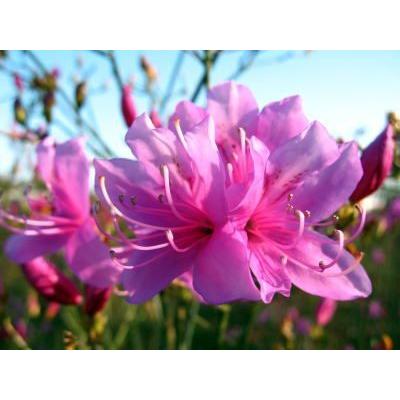 ミツバツツジ (紫花)樹高1.2m前後(根鉢含まず) シンボルツリー 落葉樹