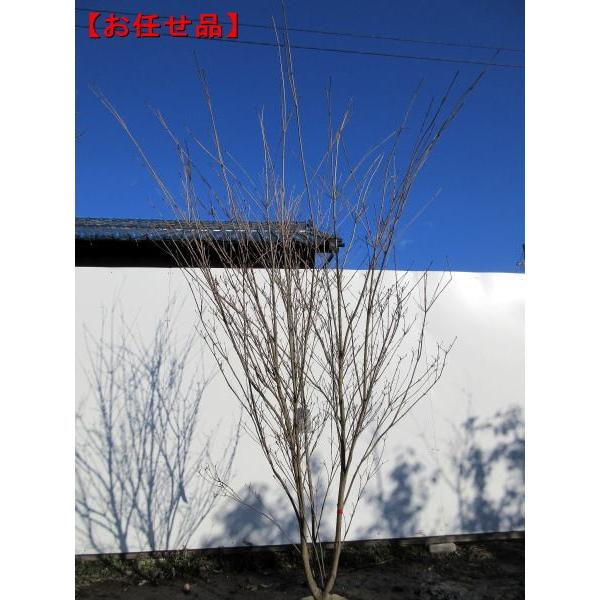 紅花ヤマボウシ 紅富士 株立 樹高2 0m以上 シンボルツリー 落葉高木 落葉樹 赤花 庭木 花木 ぐりーんぐりーん 通販 Yahoo ショッピング