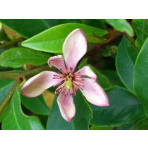 赤花カラタネオガタマ(ポートワイン) 樹高1.8m前後(根鉢含まず