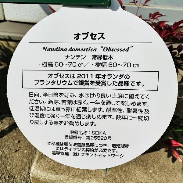 矮性ナンテン 南天 オブセス 5号 庭木 植木 常緑樹 常緑低木 PVP 送料