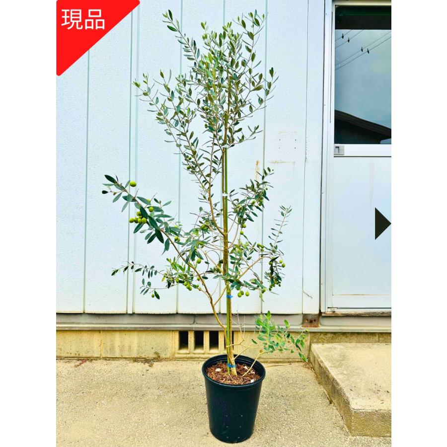 現品発送 オリーブの木 樹高1.7-1.8m(鉢底から)8号 現品発送 オリーブの木 樹高1.7-1.8m(鉢底から)8号