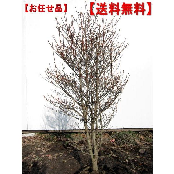 特大ドウダンツツジ(白花) 樹高1.0m前後(根鉢含まず) 落葉樹 特大ドウダンツツジ(白花) 樹高1.0m前後(根鉢含まず) 落葉樹