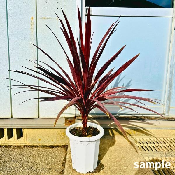 コルジリネ コルディリネ レッドスター 8号 鉢カバー 樹高1.0m前後(鉢