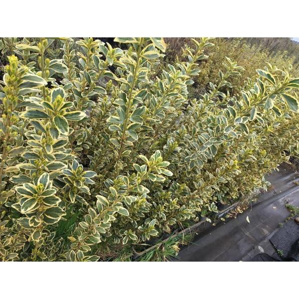 10本セット キンマサキ樹高80cm前後 根鉢含まず 生垣用 生垣 生け垣 常緑樹 常緑中木 ぐりーんぐりーん 通販 Yahoo ショッピング