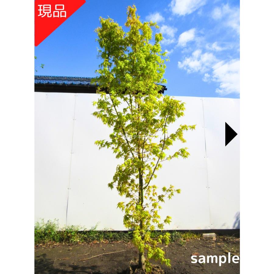 現品発送 モミジ 桂(カツラ) 樹高2.0-2.1m(根鉢含まず）苗木 苗