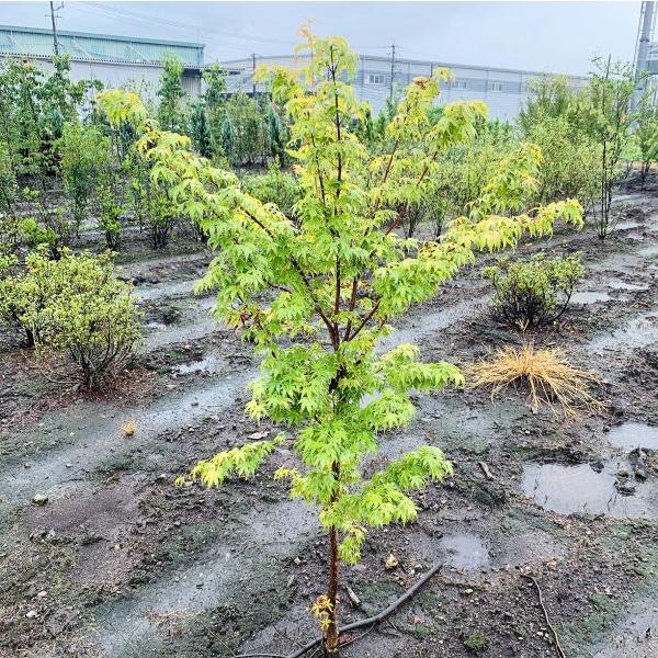 サンゴカクモミジ 珊瑚閣紅葉 樹高1 5m前後 根鉢含まず 落葉樹 落葉高木 庭木 シンボルツリー ぐりーんぐりーん 通販 Yahoo ショッピング