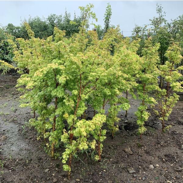 サンゴカクモミジ 珊瑚閣紅葉 樹高1 5m前後 根鉢含まず 落葉樹 落葉高木 庭木 シンボルツリー ぐりーんぐりーん 通販 Yahoo ショッピング