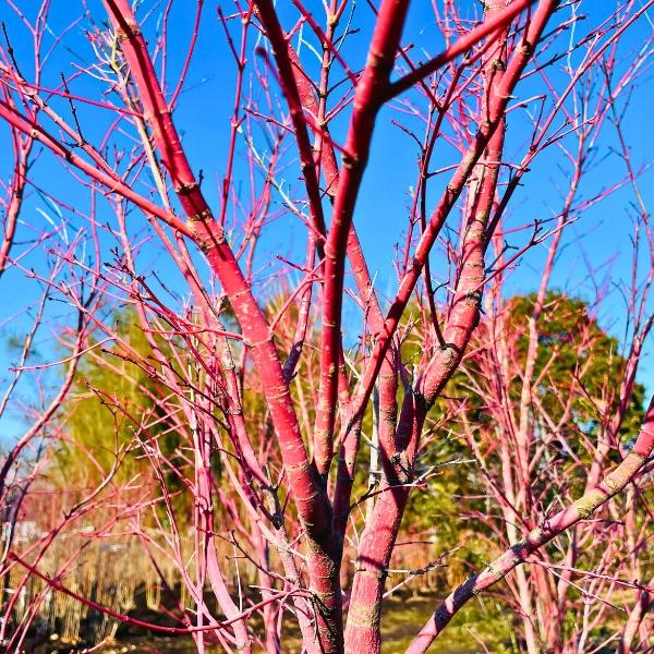 サンゴカクモミジ 珊瑚閣紅葉 樹高1.8m前後(根鉢含まず) 落葉樹 落葉高木 庭木 シンボルツリー 爆買_2