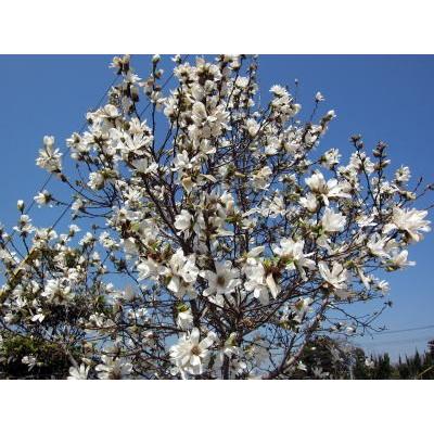 シデコブシ(ヒメコブシ) 白花 樹高1.5m前後(根鉢含まず シデコブシ(ヒメコブシ) 白花 樹高1.5m前後(根鉢含まず