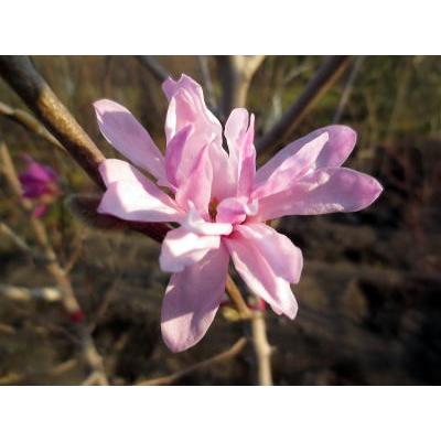 シデコブシ(ヒメコブシ)ピンク花 樹高1.2m前後(根鉢含まず) 苗木 苗