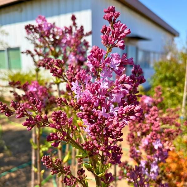 ライラック 紫花 苗 苗木 リラの木 7号 樹高1.0m前後(鉢底から