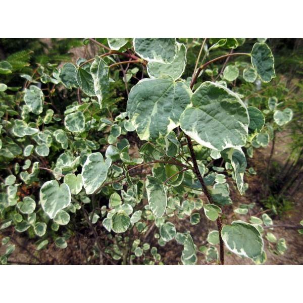 マルバノキ 恵那錦(エナニシキ)株立 樹高80cm前後(根鉢含まず