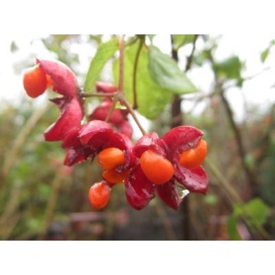 現品発送 ツリバナ 樹高1.8-2.0m(根底から）10号ポット 吊り花 雑木 苗
