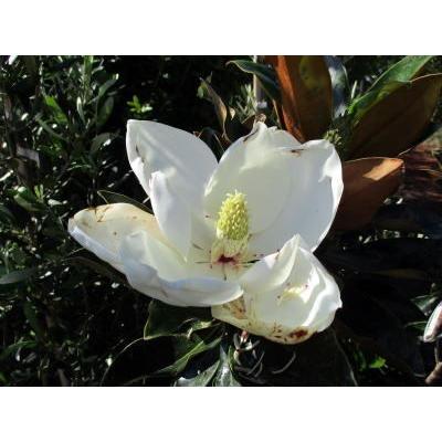 現品発送 タイサンボク（リトルジェム） 樹高2.0m(根鉢含まず） 庭木