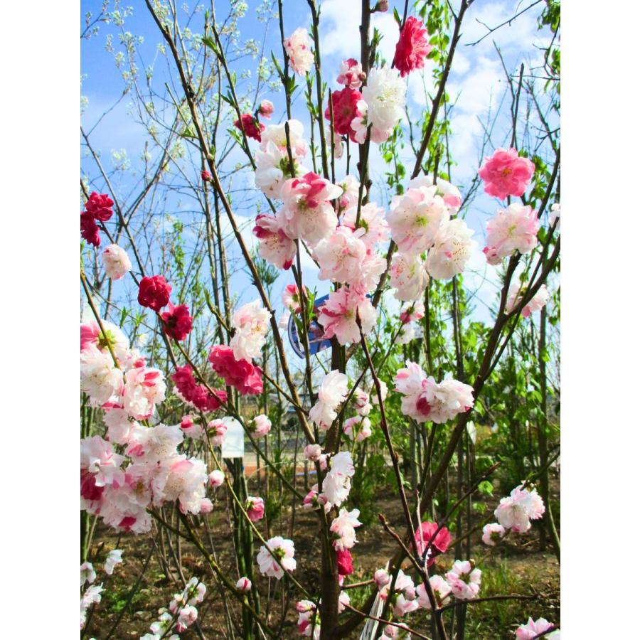 花桃(ハナモモ)源平(ゲンペイ) 咲き分け 樹高1.5m前後(根鉢含まず