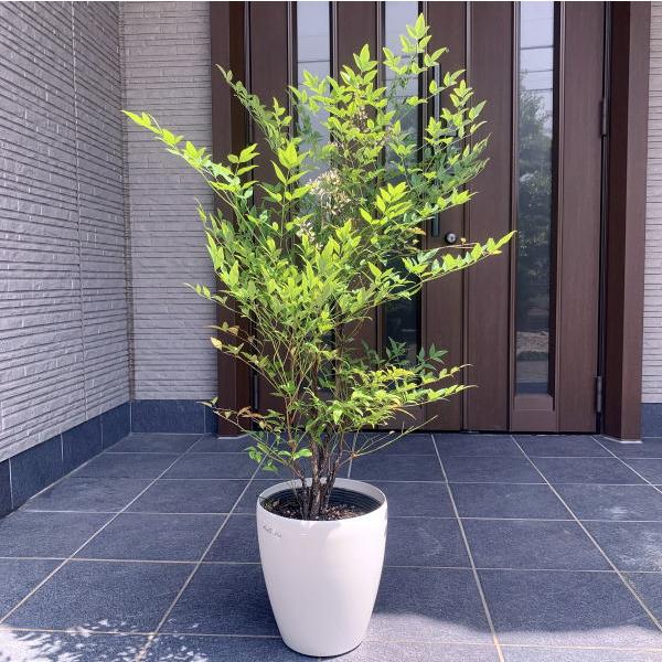 送料無料 アカナンテン 赤南天 7号 ラスターポット樹高60cm前後(鉢底から) 庭木 植木 常緑樹 常緑低木 爆買 | 