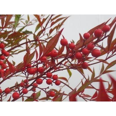 送料無料 アカナンテン 赤南天 7号 ラスターポット樹高60cm前後(鉢底から) 庭木 植木 常緑樹 常緑低木 爆買 |  | 01