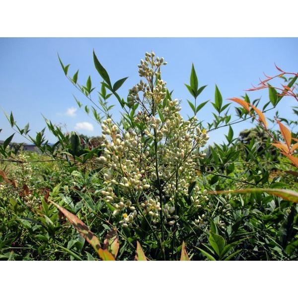 送料無料 アカナンテン 赤南天 7号 ラスターポット樹高60cm前後(鉢底から) 庭木 植木 常緑樹 常緑低木 爆買 |  | 02