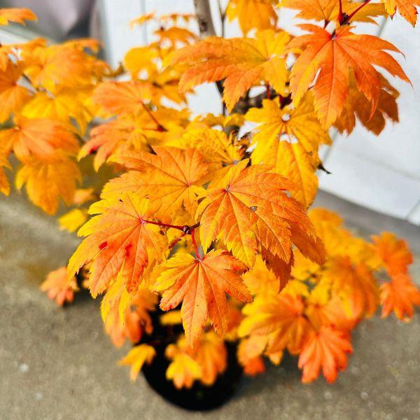 アオイタヤカエデ 樹高2.0m前後(鉢底から) 9号 ハウチワカエデ 青