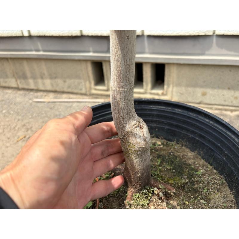 一点もの アオイタヤカエデ 樹高2.1m(鉢底から) 現品発送 9号