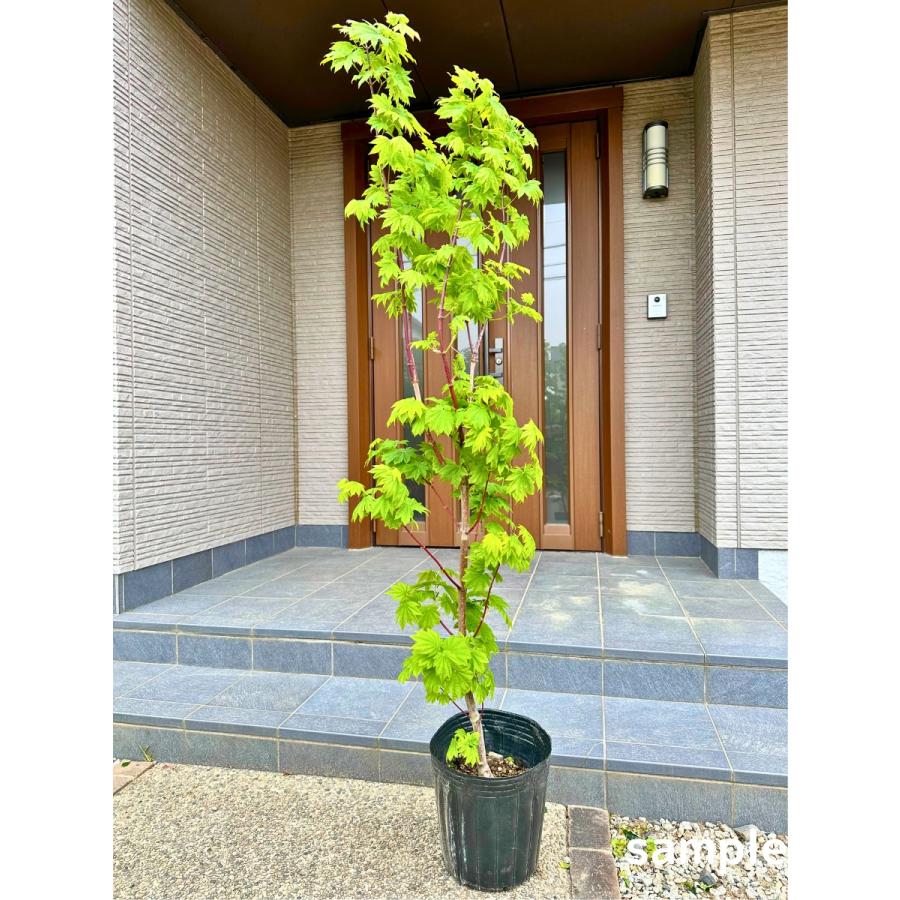 アオイタヤカエデ 樹高2.0m前後(鉢底から) 9号 ハウチワカエデ 青