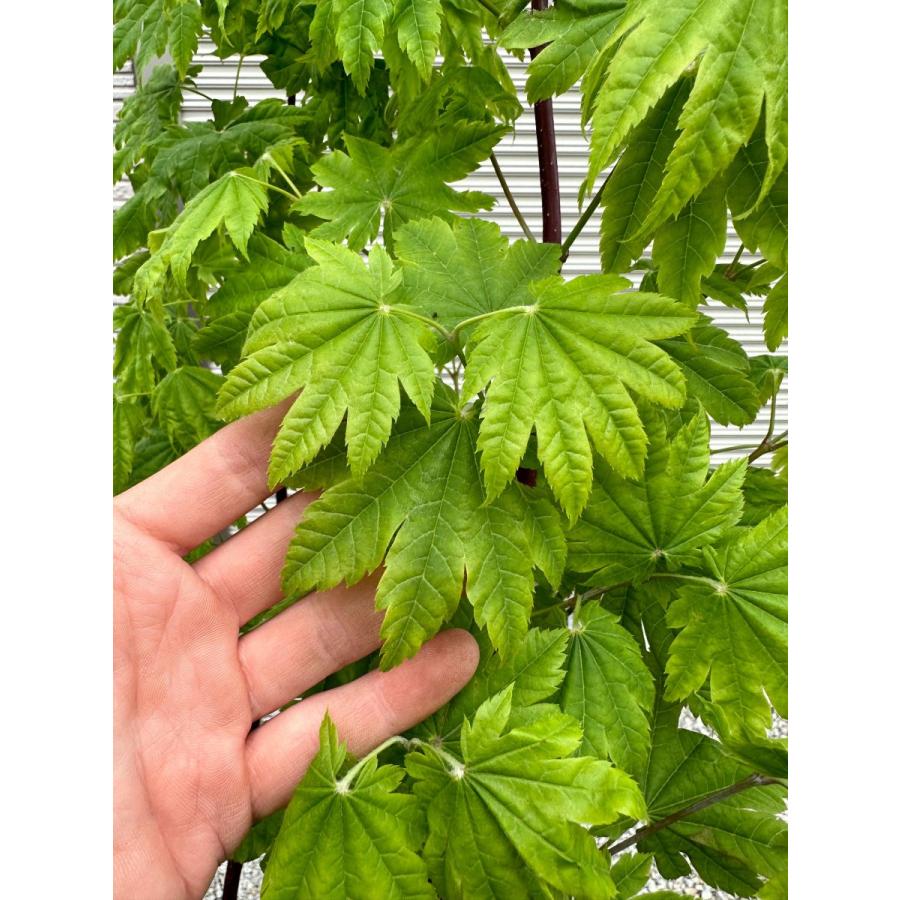 アオイタヤカエデ 樹高2.0m前後(鉢底から) 9号 ハウチワカエデ 青