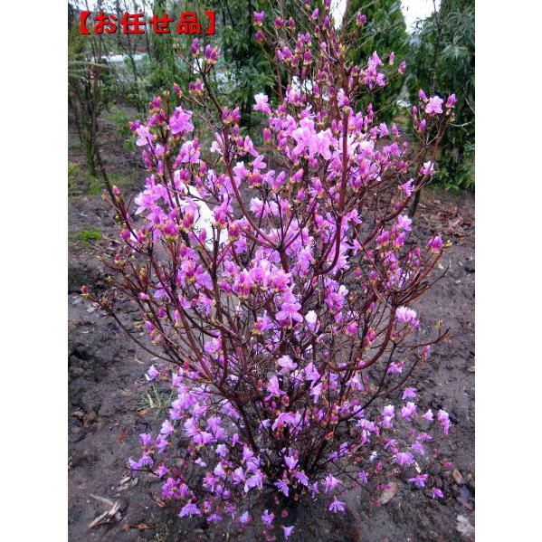 ミツバツツジ 紫花 樹高0.8m前後(根鉢含まず) シンボルツリー 落葉樹