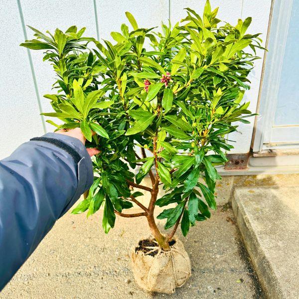 でかい 赤花 沈丁花 ジンチョウゲ 60cm以上(根鉢含まず) 苗 苗木 でかい 赤花 沈丁花 ジンチョウゲ 60cm以上(根鉢含まず) 苗 苗木
